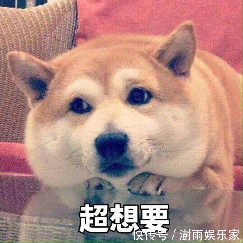 |搞笑杂谈老板说“这可是一只便衣警犬,很善于伪装身份的。”