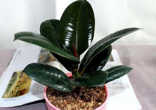 你还买这10种花别再乱花钱了,摘个叶子回家,过几天就变小苗了