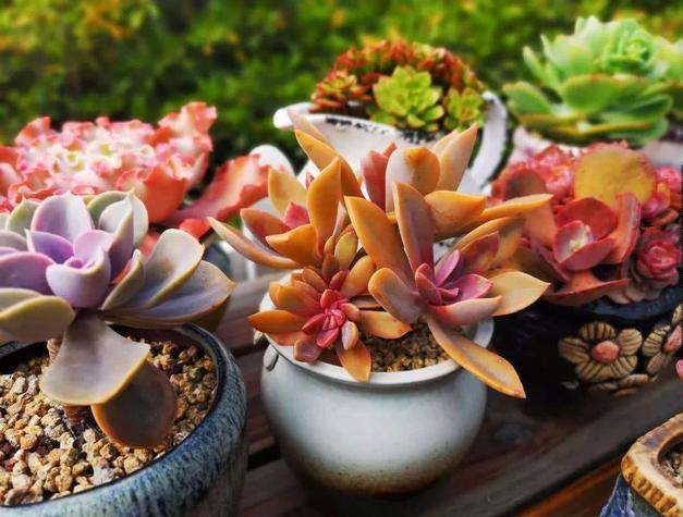多肉在夏天,垫个“小东西”,不怕浇水不怕晒,越养越漂亮