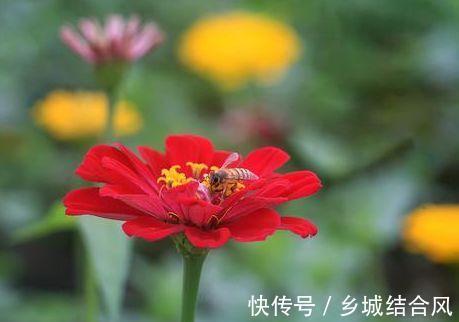 农历10月初7立冬后，养什么花？以下3种花，大吉大利福寿安康