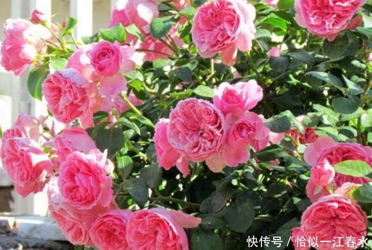 植株|夏天已到，这几款花卉养在家里，花色多彩绚丽，敢和牡丹比美