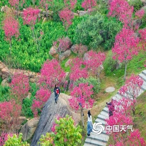 生机勃勃！广西南宁桃花岛鲜花俏丽吸引游人