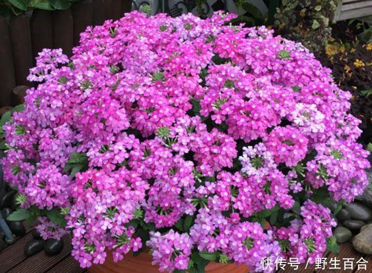 养花就养这几款，全年开花不停，四季有花开，花香四溢飘满屋