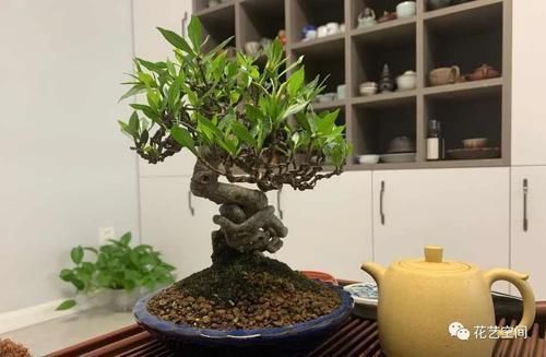 老花农都用醋养花,养一个旺一个,这些好处,你可能还不知道吧!