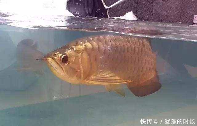 鱼缸和池还可以这样结合?只能说很有想法,有钱我也搞一个!