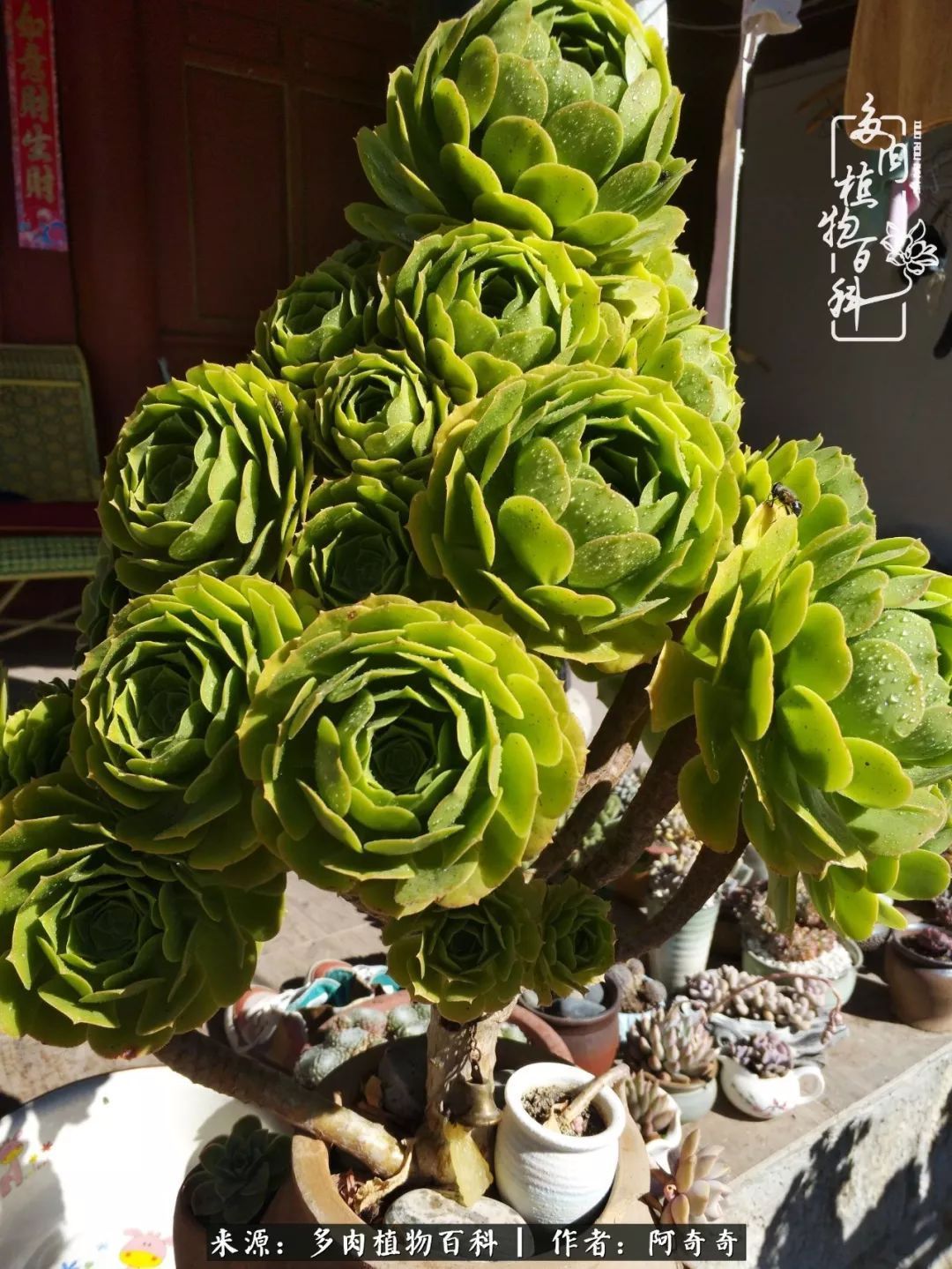 静心养多肉,只是为了在成人的世界里随波不逐流!