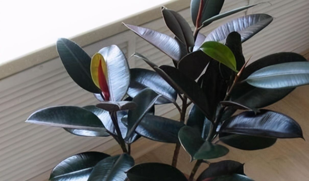 如果养着这7种花,温度高及时“打顶”,这样才能枝繁叶茂