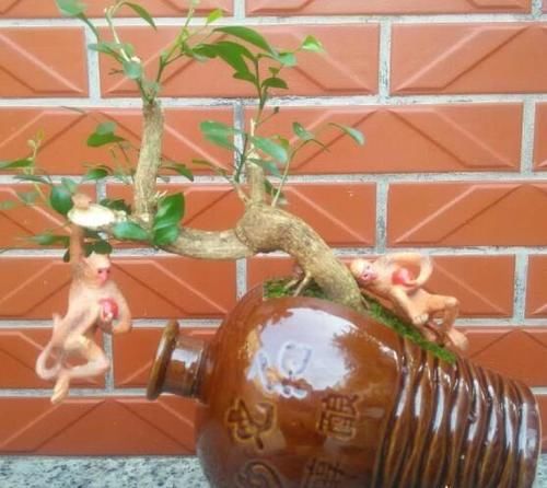 如何才能把小盆栽打理得人见人爱？