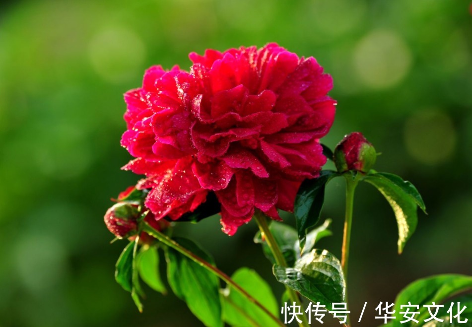 此花为花中之相地位仅次于牡丹,不仅有观赏价值,还有其他作用