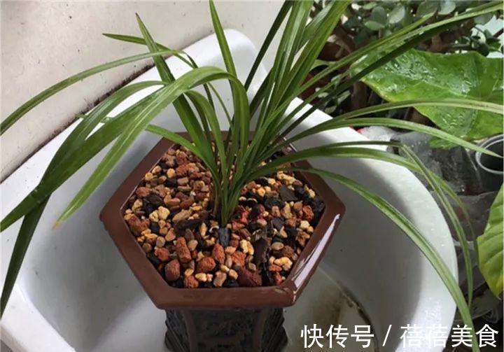 这花先别搬进屋,放外面冻20天,很快就开花