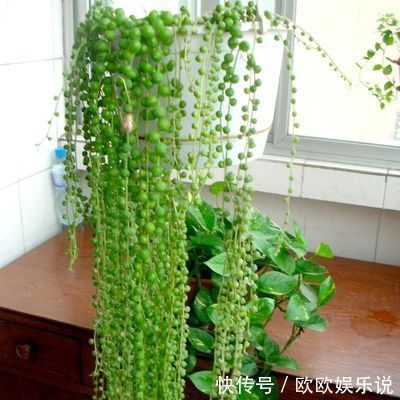 3种多肉植物,养在家里,旺财寓意好,值得拥有!