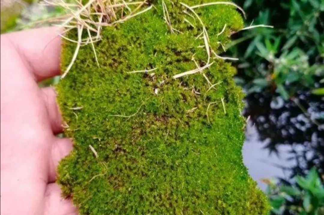 铺设|2种简单的方法，让盆景里长出绿油油的苔藓，漂亮又美观