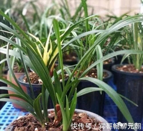 园土|家庭养兰花，就怕4种错误养护，难怪总是养不好