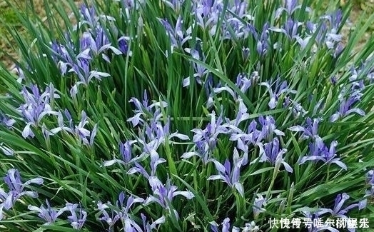 珍惜|农村此菜营养丰富,能入药治病,消食除湿、清热解毒,遇到要珍惜