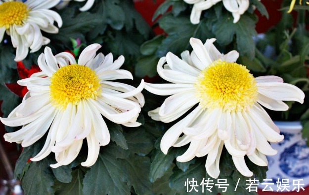 半球型|喜欢菊花,不如养盆“菊中珍品”洹水明珠,似翡翠玉珠,洁白无瑕