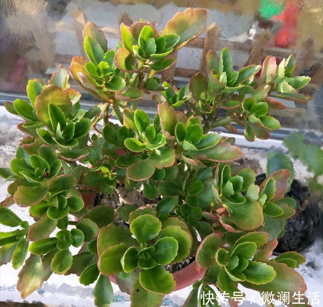 叶片|谁说老桩长寿开花少,看看花友家的巨无霸,三年长成半米花树