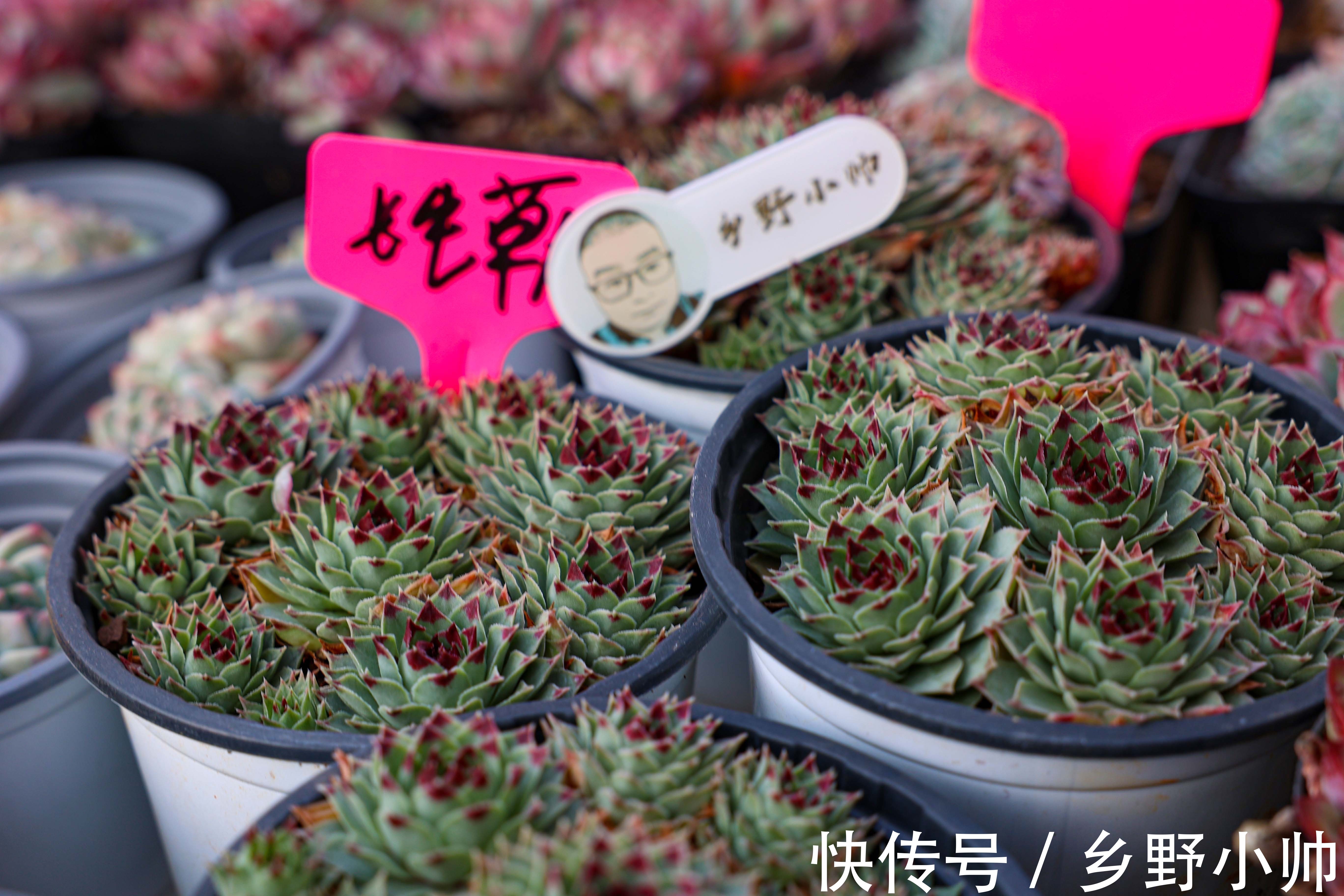 多肉植物不发根?所有的现象都是有原因的,看看你中招了没