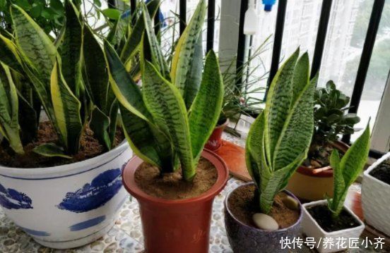 养分|养了一年的虎皮兰不生长？看看这2点，按照步骤操作就能快速冒芽