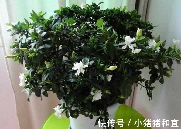 花友们|啤酒、淘米水浇花都不如“它”,“它”被称为花界中的万能水!