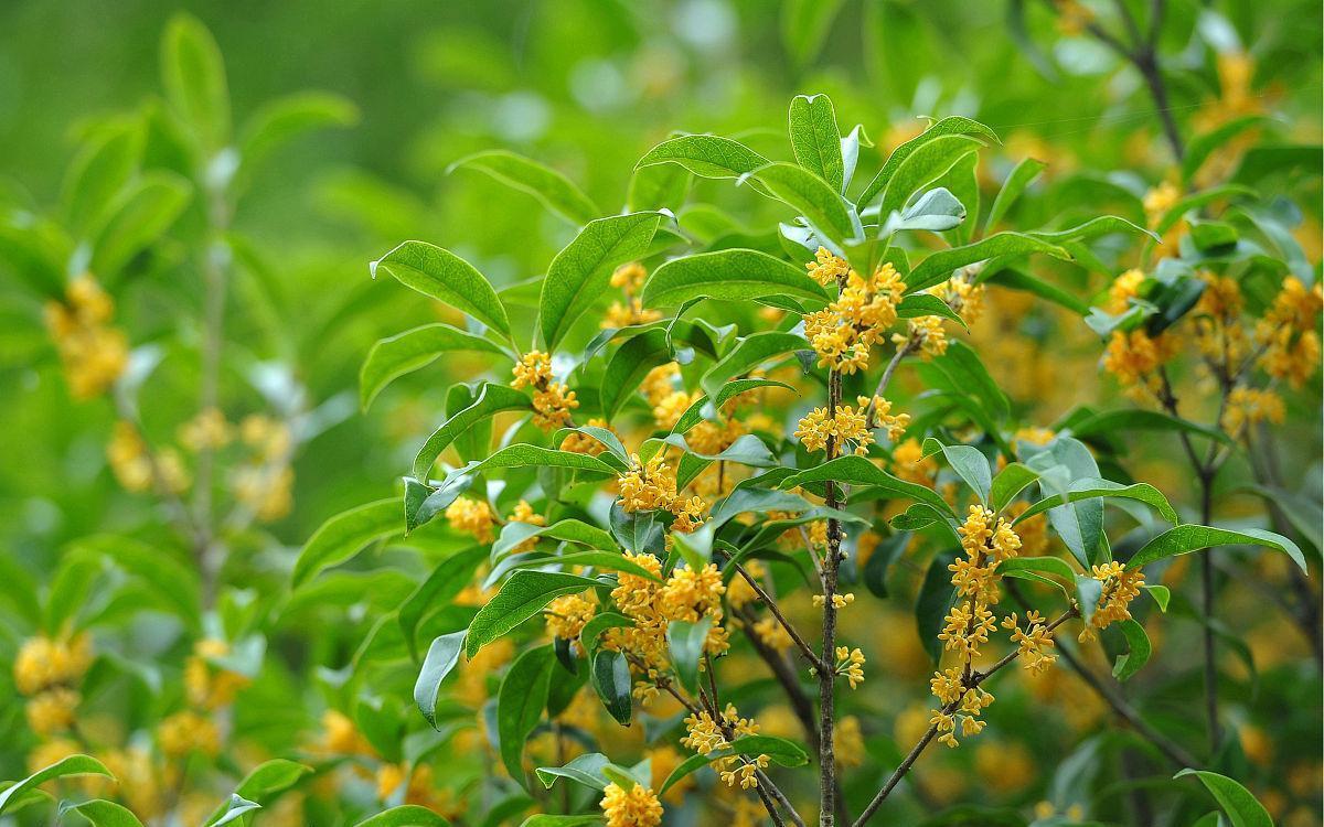 桂花树不开花,找对原因巧改善,开花又多又香不会难
