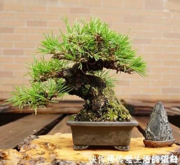 中国|6种高端松树盆景,日本品种占一半,最后1个却是中国一级保护植物