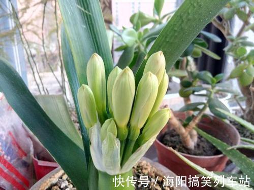 浇水|君子兰长得慢、不开花?2种肥扔盆里,注意几点,轻松开爆盆