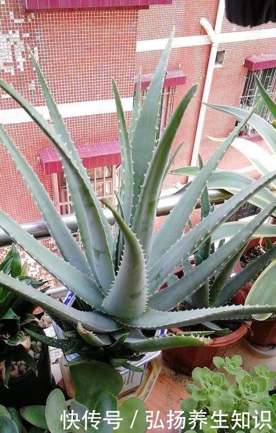 10大受欢迎绿植,你家养了几种!