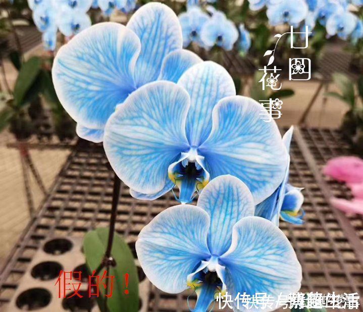 花盆|花贩子不小心说漏嘴的秘密:4种花再漂亮也别买,买了只会添堵