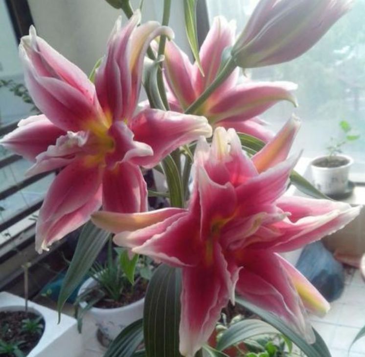 喜欢菊花,不如养盆“开花机器”大岩桐,开花灿烂,精致浪漫