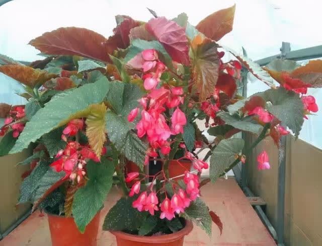 “聪明人”喜欢养的5种花,真能减少病菌吗?养之后:想多养几盆