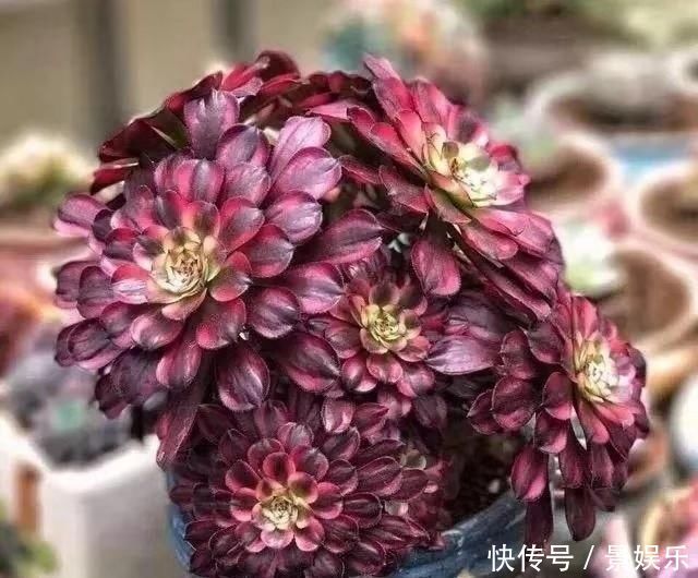 学这两招,多肉师傅,高大矮小的植物,所有权威主义