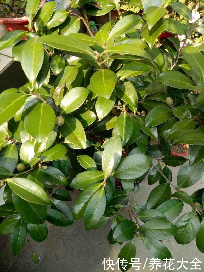 刚买回家的花，花市老板都让浇水，到底什么原理？