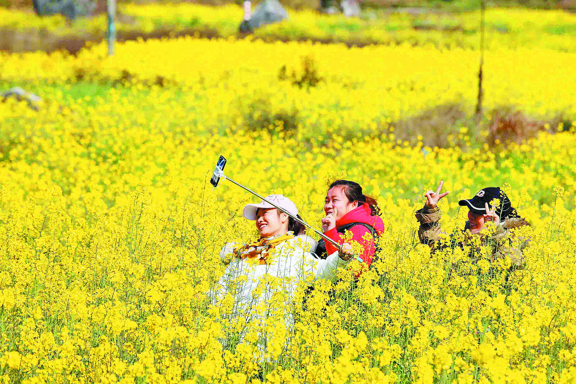 浮石镇|高清组图丨广西融安：万亩油菜花迎春开