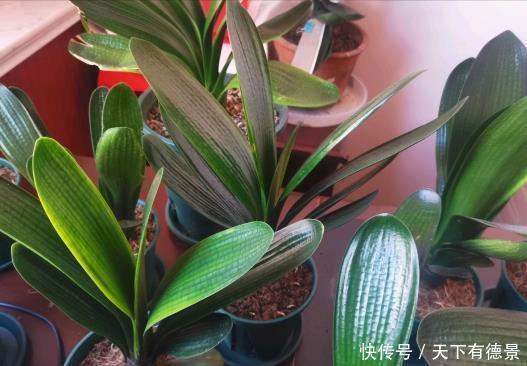 根系|夏天养君子兰，记住“2不要”，高温下好度夏，一连能养很多年