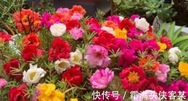 4种“女神花”,名字好听花更美,越养越上瘾,你养了吗?