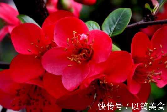 喜欢养花,不如养盆丽钵花,号称“移动香水”,养一盆花香四溢