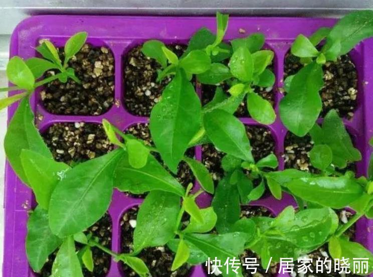扦插|8月天气凉爽,5种花现在扦插正当时,生根快成活率高,适合新手