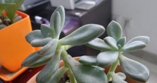 春天养多肉植物有3要,不然长成大高个,现在纠正也不晚