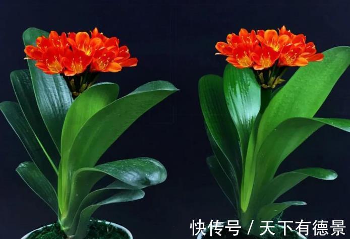 肥厚|君子兰怎么养护长势良好？避开5怕，叶片肥厚开花艳丽