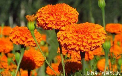 4种花是爆盆能手,开起花来拦不住,给点水就疯长