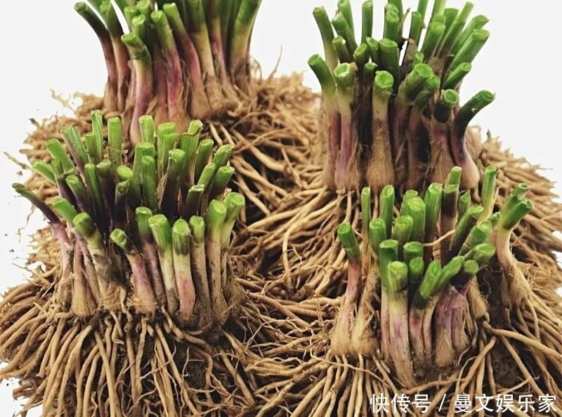 阳台种韭菜,菜根埋土里,10天就能割一茬!