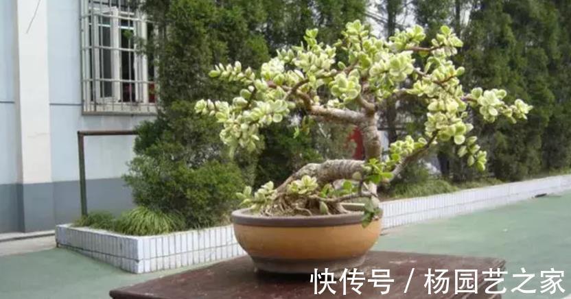 多肉|金枝玉叶长得不漂亮？做好这3点，轻松整容成靓盆景