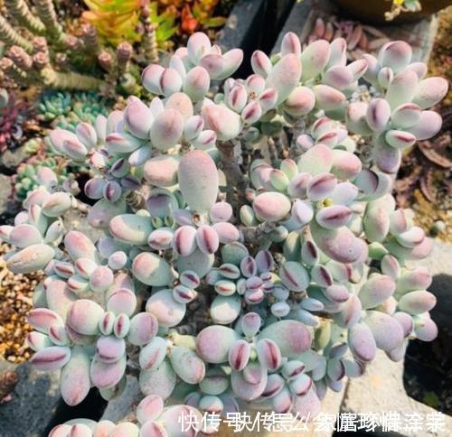 作业永远收不齐，老师想到一个好办法，当场分辨哪些人作业没交