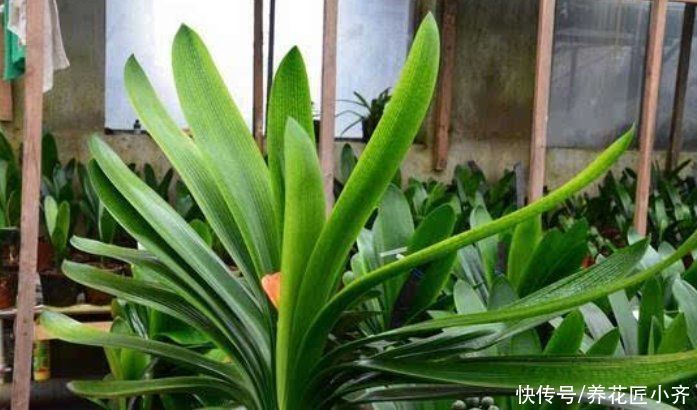 水分|君子兰浇水分“两季”，浇水方法各不相同，掌握技巧就能不烂根