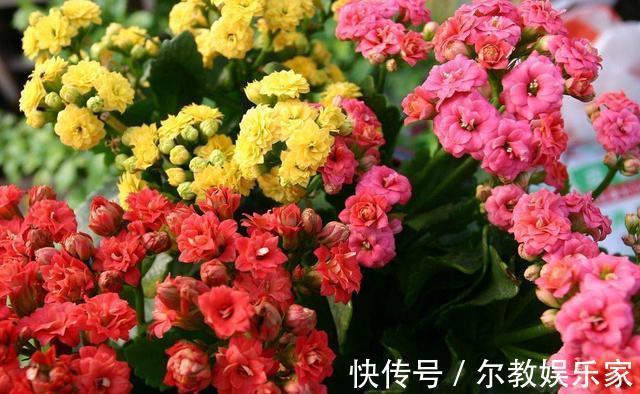 长寿花“长寿”,这几点不注意,照样掉叶子整棵死翘翘
