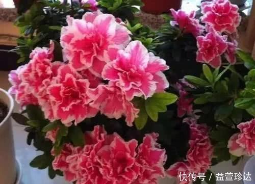 壮叶|扔掉的塑料袋,可以用来养花,新叶“噌噌”长,根壮叶肥绿