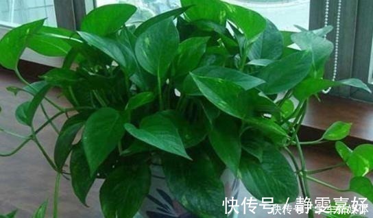 花盆|它简直是绿萝“救命稻草”，真心好用，盆里加点起死药，马上复活！