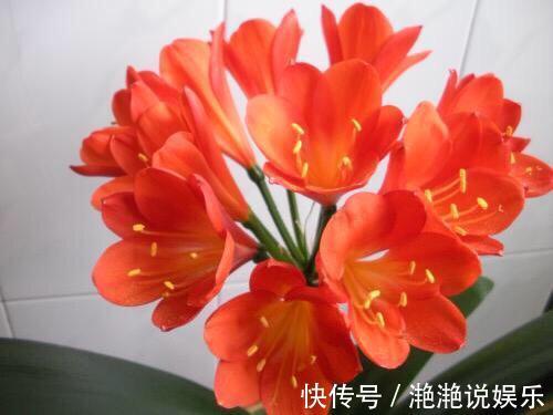 新芽|8月给君子兰换盆要谨慎,“3个方面”要留意,天冷猛开花,长新叶