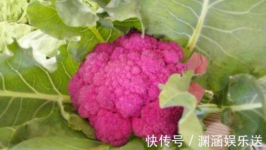 女性|女性可以坚持吃以下食物，排毒养颜，延缓衰老，好处多多