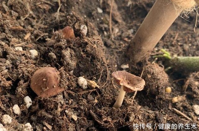 不敢用淘米水了，浇完花就死，土里都是虫！不敢用淘米水了，浇完花就死，土里都是虫！